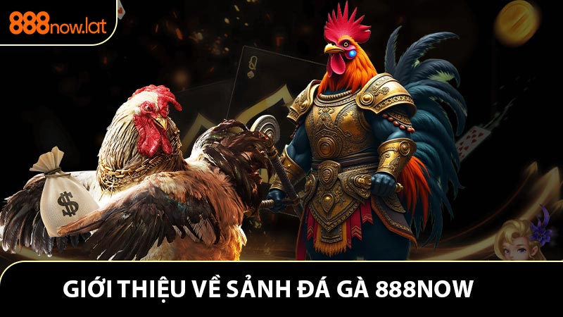 Giới thiệu ngắn gọn về sảnh đá gà 888NOW